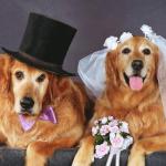 dog friendly, wedding, Brady/s